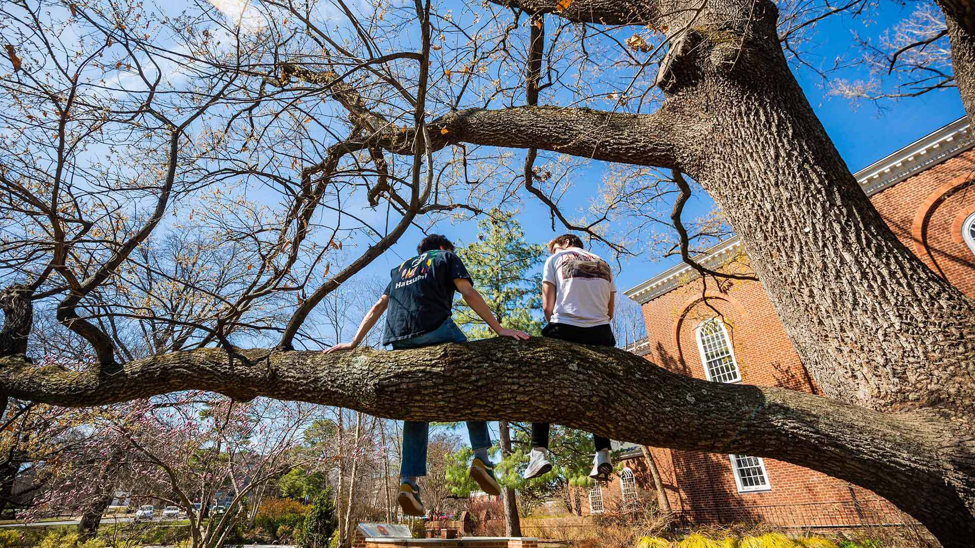 Two students sit on a tree branch